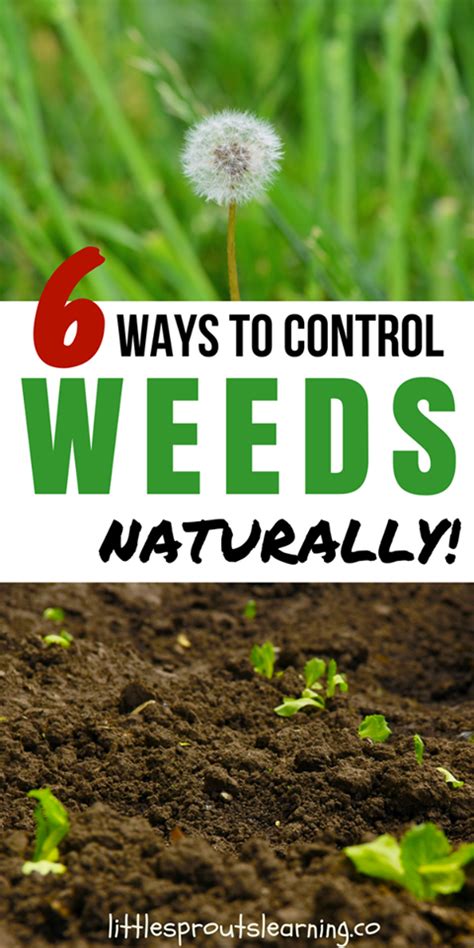 How To Naturally Kill Weeds In Garden Does Vinegar Really Kill Weeds