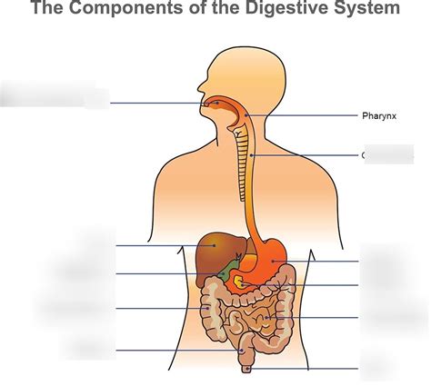 Igcse Digestive System Diagram Quizlet