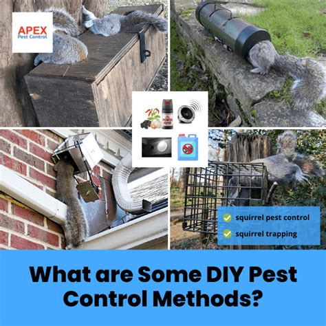 Uk Squirrel Pest Control Trusted Solutions