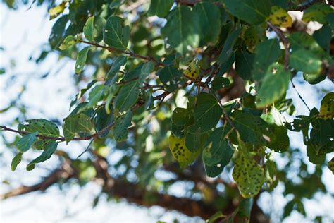 green leaves  pinnate veins  stock photo public domain pictures