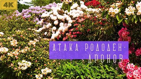 Охота на Рододендроны в голландском саду. С названиями растений. 4К ...