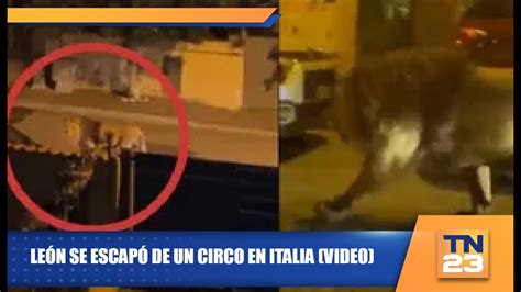 Le N Se Escap De Un Circo En Italia Video Youtube