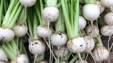 How To Stop Those Pests Ruining Your Turnips Nurtured In Norfolk