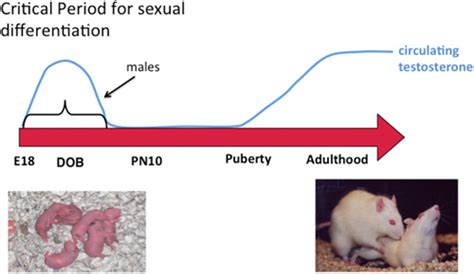 Frontiers At The Frontier Of Epigenetics Of Brain Sex Differences