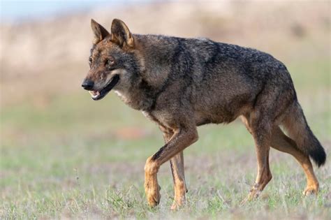 Lobo Ib Rico Canis Lupus Signatus Zamora Espa A Foto Premium