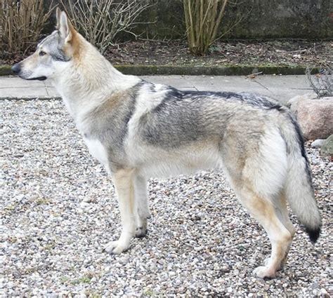 Hybrid Wolf Dog Breed Information with Pictures - Tail and Fur