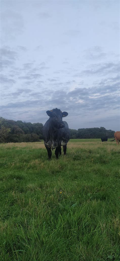 Beautiful heifer : r/Cow