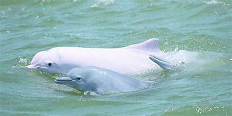 保护“海上大熊猫”中华白海豚手机新浪网