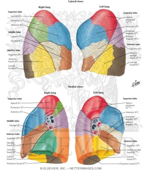 Bronchopulmonary Segments