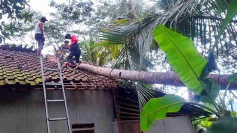 Atap Rumah Guru Ngaji Di Banjaranyar Ciamis Rusak Tertimpa Pohon Kelapa