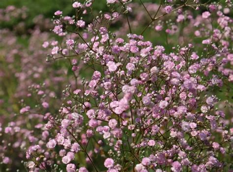 Гипсофила метельчатая Pink Festival