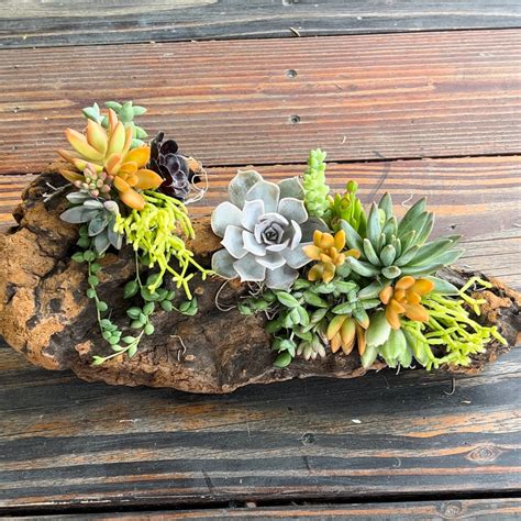 Succulent Driftwood Planter Dragonflyshopsandgardens