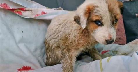 Il Cane Non Ce La Faceva Pi Cos Ha Osservato Chi Stava Venendo A