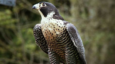 Peregrine Falcons Headlong Predation Tactics Explored Britannica