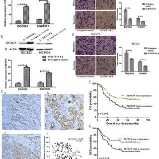 The Expression Of MiR 100 In Gastric Cancers And Its Effect On Cancer