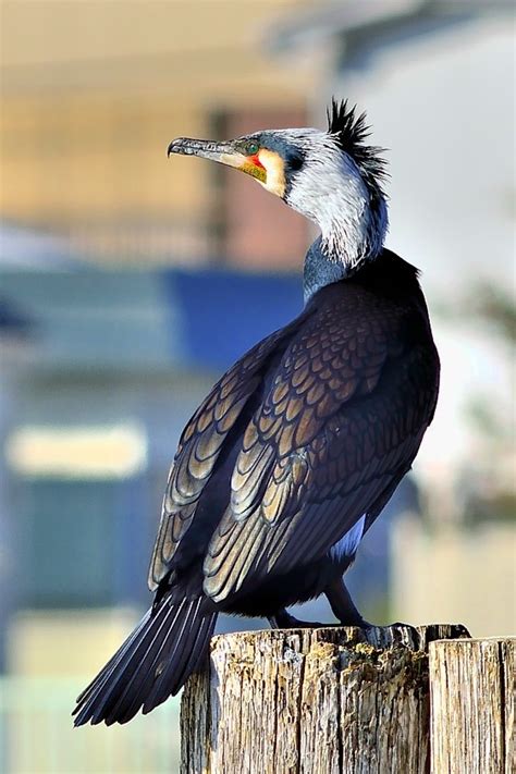 Japanese Cormorant Nice Light Photo J Ponces Photos At