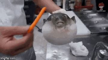 Puffer Fish Eating Carrot Meme Imgflip