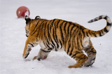 Tiger cub in the snow 3 stock photo. Image of back, studio - 68945560