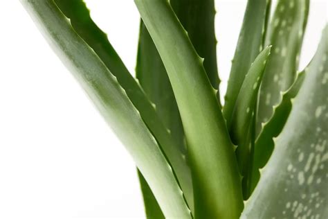 Reasons Your Aloe Vera Plant Is Turning Brown And Soft Soak And Soil