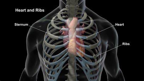 Medmovie Heart And Ribs