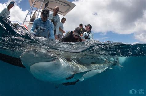 Uncovering the mystery of tiger shark reproduction in the eastern Caribbean - DCNA