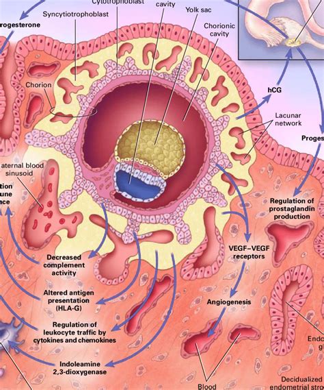implantation  blastocyst diagram