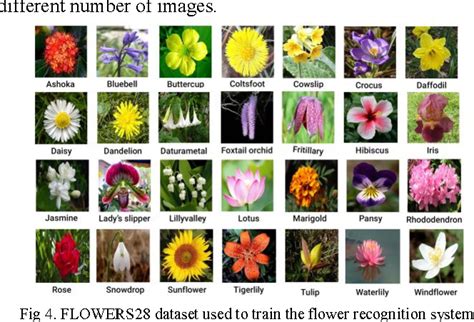 Figure 4 From Flower Species Recognition System Using Convolution