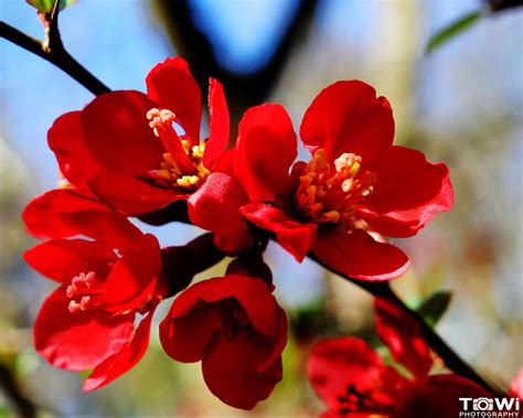 Red Cherry Blossom Red Cherry Blossom Beautiful Flowers Wallpapers Beautiful Flowers