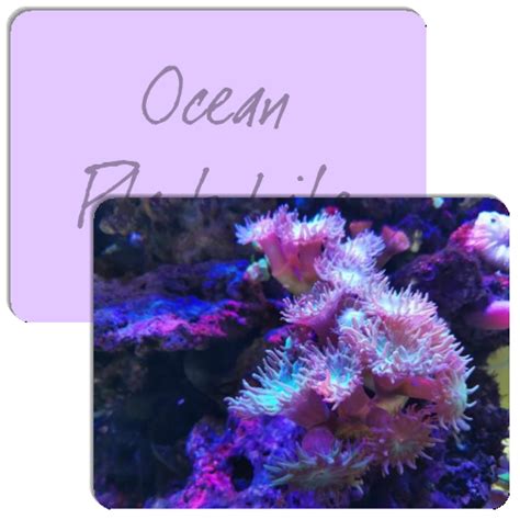 Ocean Plant Life - Match The Memory