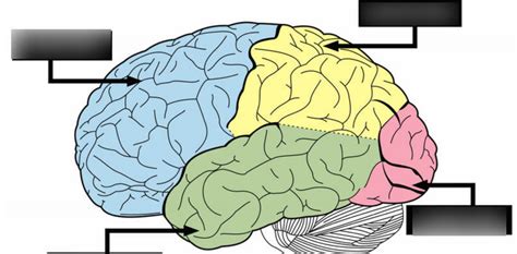 Brain Regions #4 Diagram | Quizlet