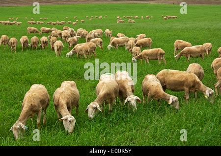 Grazing Lacaune dairy sheep, Roquefort region, Aveyron, France Stock Photo - Alamy