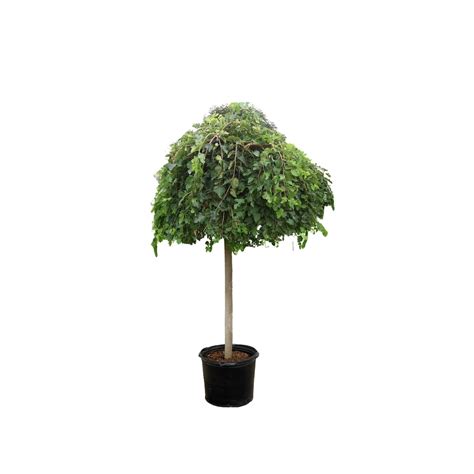 Landscape Basics 7 Gallon Non Fruiting Weeping Mulberry Tree Standard