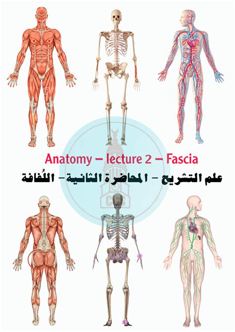 SOLUTION: Anatomy 101 2 basis fascia - Studypool