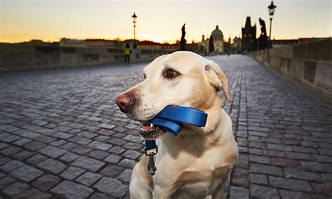 Barking glad: the 7 best European cities for dogs - Wanderlust