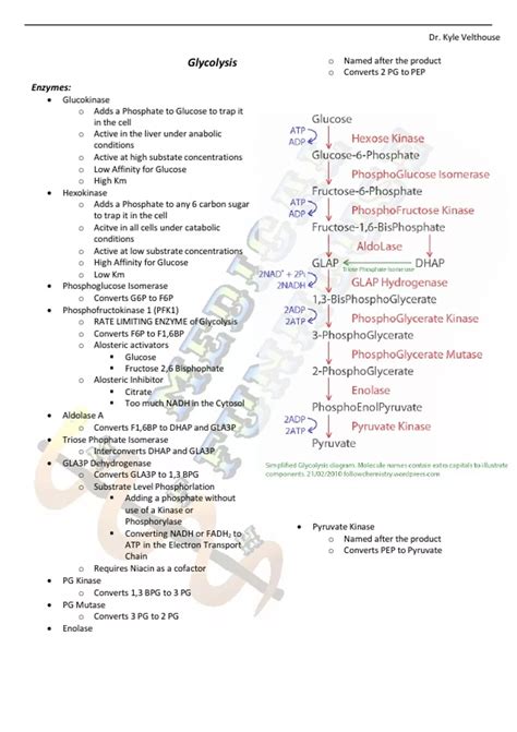 Glycolysis Pathway and Summary - Stuvia US