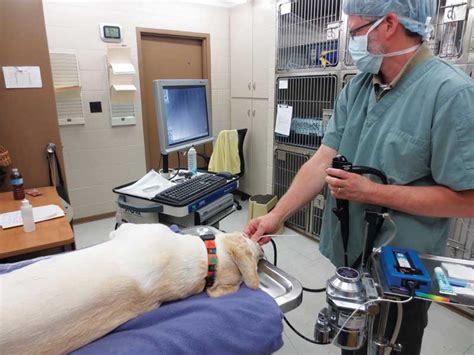 A Deeper Look Into Endoscopy Veterinary Practice News Canada