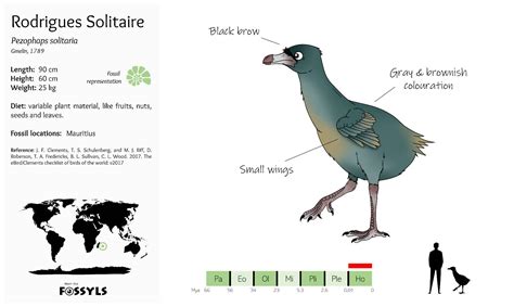 Rodrigues Solitaire by MeetTheFossyls on DeviantArt