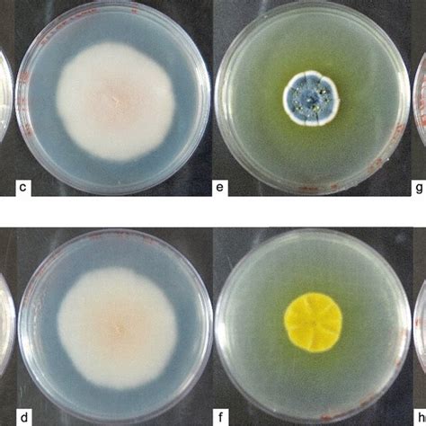 Macroscopic Observation Of Antarctic Fungi Isolates Colonies Were