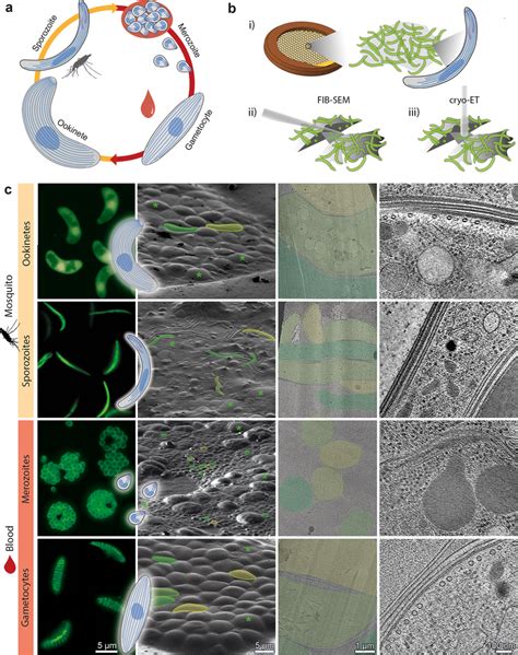 Imaging Parasites Across The Plasmodium Life Cycle From Live Parasites