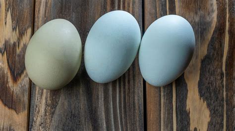 Ameraucana Chicken Eggs: Colors, Size, Cleaning and Nutritional Value ...