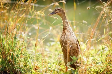 Indian Runner Ducks: Personality, Appearance, and Care Tips - Know Your ...