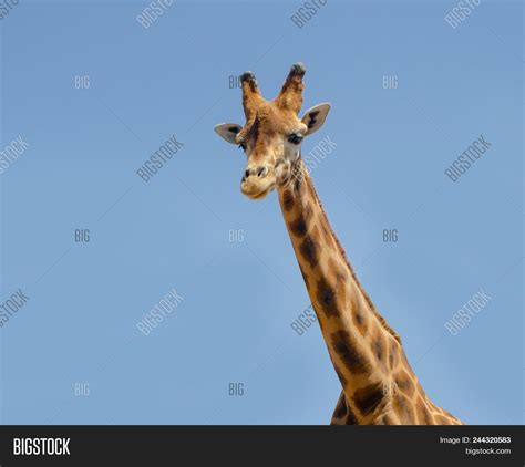 Giraffe Safari Animal Image & Photo (Free Trial) | Bigstock