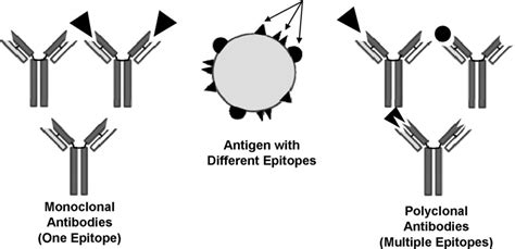 Schematic Differentiating Monoclonal Left And Polyclonal Right Download Scientific Diagram