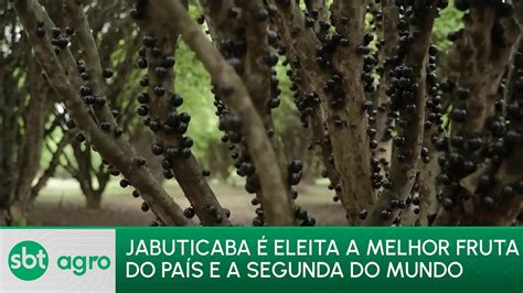 SBT AGRO27 11 23 Jabuticaba é reconhecida como a melhor fruta