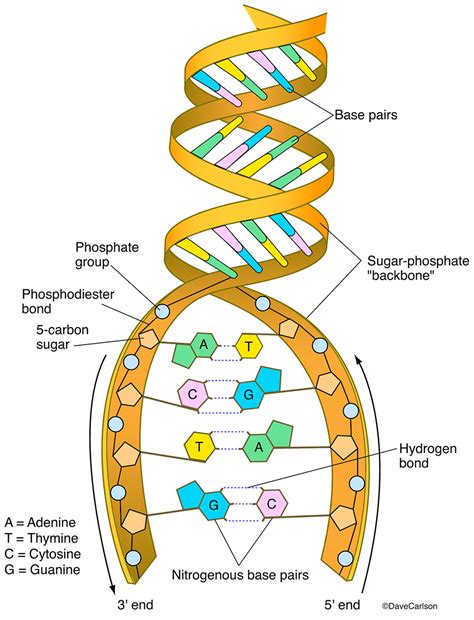 تركيب DNA DNA has two strands The backbone of DNA is phosphate