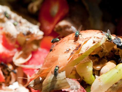 Compost Flies Reasons And Fixes For Houseflies In Compost Gardening Know How