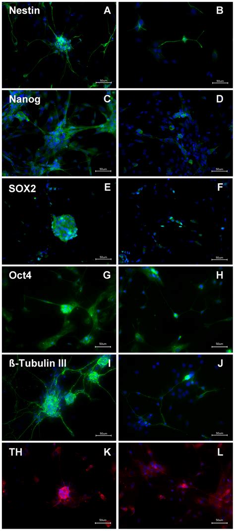 Immunohistochemistry From Rat Ennss Of The Myenteric Plexus Cultivated Download Scientific