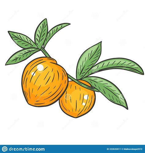 A Pair Of Whole Peaches On A Branch With Leaves Hand Drawing Vector