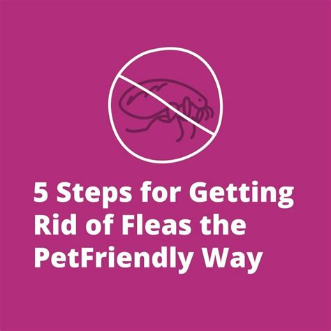 How to Get Rid of Fleas the PetFriendly Way | PetFriendly