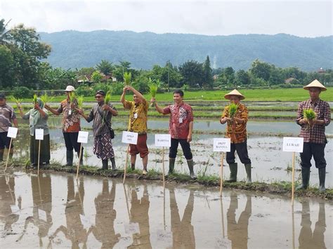 Gerakan Percepatan Tanam Padi Di Bulak Pundong Website Kalurahan